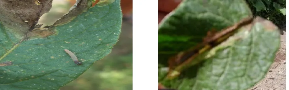 Gambar 4.3               . Kerusakan Daun Muda oleh Larva Phthorimaea operculella  