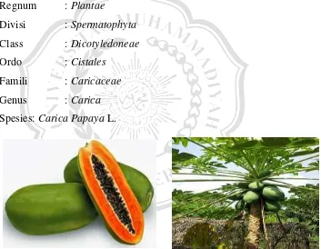 Gambar 1. Buah pepaya dan tanaman pepaya (Carica Papaya L.) 