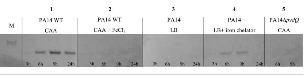 Fig. 1. PvdQ expression in P. aeruginosa PA14. PvdQ expression was monitored over 24 h