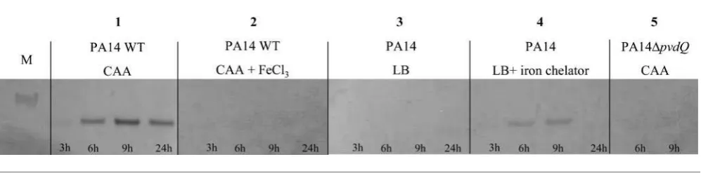 Fig. 1. PvdQ expression in P. aeruginosa PA14. PvdQ expression was monitored over 24 h