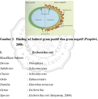 Gambar 3. Dinding sel bakteri gram positif dan gram negatif (Praptiwi, 