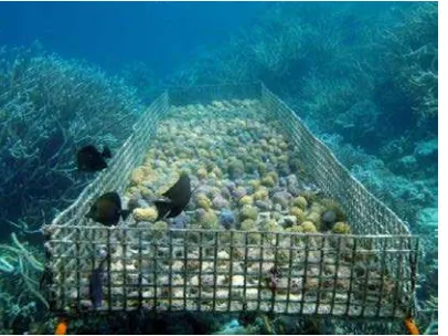 Figure 5.  Typical coral farm in Pohnpei  