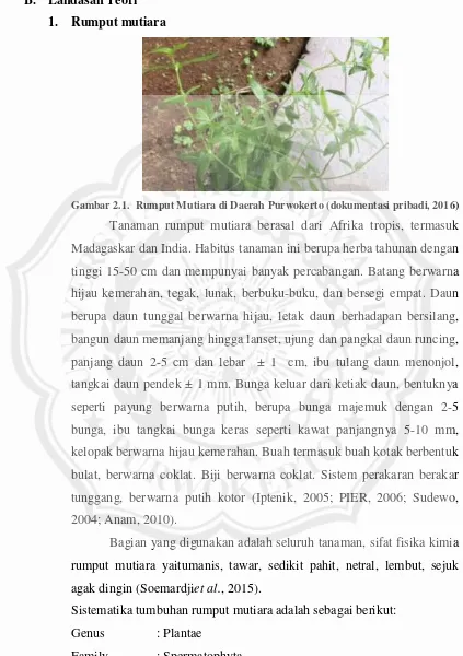 Gambar 2.1.  Rumput Mutiara di Daerah Purwokerto (dokumentasi pribadi, 2016) 