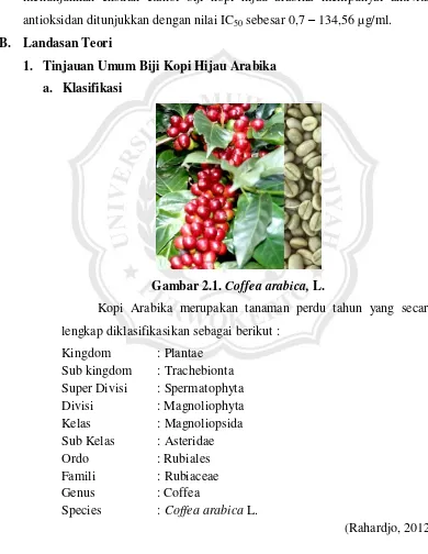 Gambar 2.1. Coffea arabica, L. 