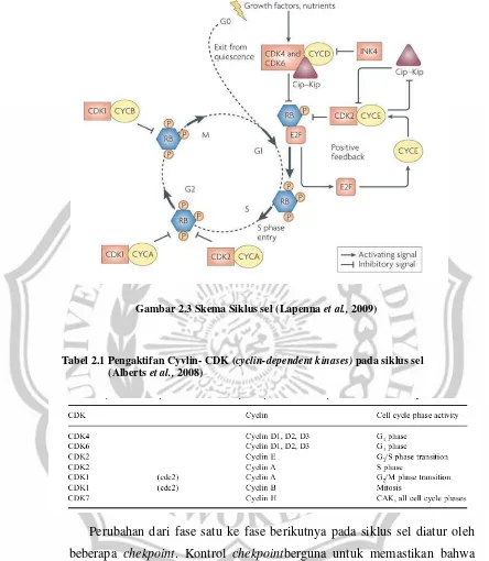Gambar 2.3 Skema Siklus sel (Lapenna et al., 2009) 