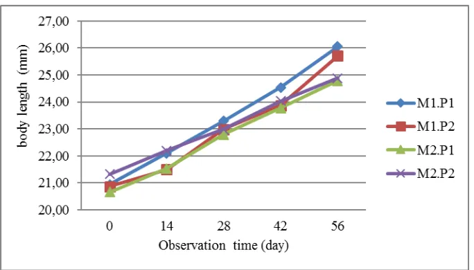 Figure 2. Length  growth pattern of lobster. M1.P1 (IMTA with natural feeding); M1.P2 (IMTA 