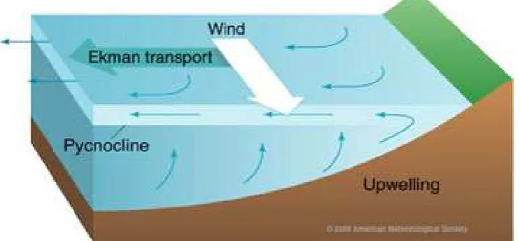 Figure 57 : Mécanisme de l’upwelling sous l’effet du vent  