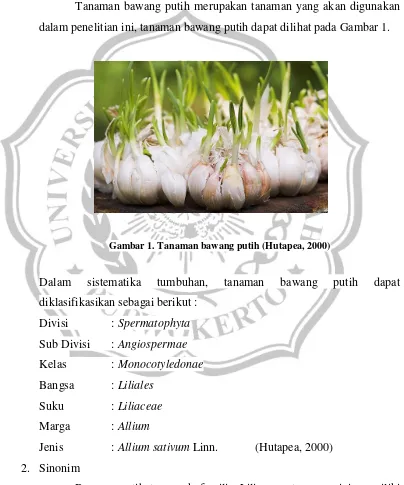 Gambar 1. Tanaman bawang putih (Hutapea, 2000) 