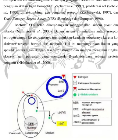 Gambar 3. Prinsip Metode YES (Routledge dan Sumpter, 1996) 