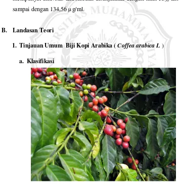 Gambar 2.1. Coffea arabica, L 