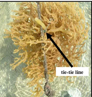 Figure 3. One tie-tie of K. alvarezii. (Photo credit: Flower E. Msuya) 