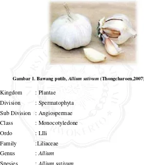 Gambar 1. Bawang putih, Allium sativum (Thongcharoen,2007). 