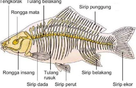 Gambar 2.1 Morfologi dan Anatomi Ikan Nila 
