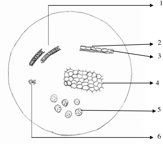 Gambar mikroskopik serbuk simplisia biji pepaya dengan perbesaran 10x10 