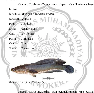 Gambar 1. Ikan gabus (Channa striata) 