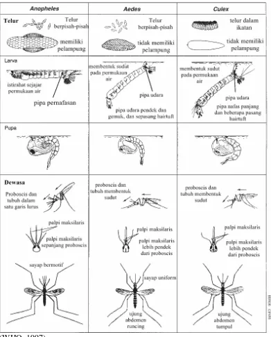 Gambar 2.7 Perbedaan Aedes aegypti dengan spesies nyamuk lainnya  