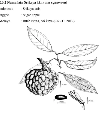 Gambar 2.10 Buah, ranting, daun, bunga, dan biji Srikaya (Annona squamosa)  
