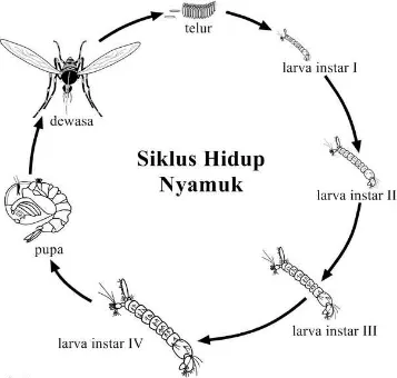 Gambar 2.3 Siklus Hidup Nyamuk 