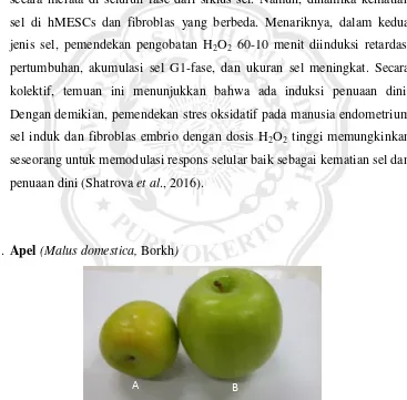 Gambar 2.1. (A) Apel lokal dari Malang varietas apel Malang, (B) Apel impor dari Thailand
