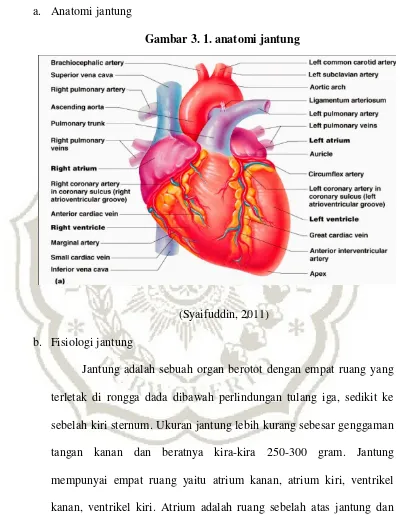 Gambar 3. 1. anatomi jantung 