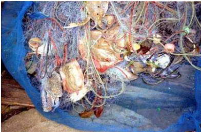 Figure 2.  Bycatch in a tangle net. 