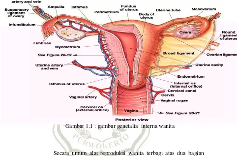 Gambar 1.1 : gambar genetalia  interna wanita 