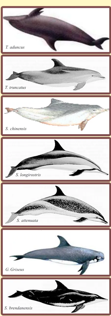 Fig. 2: Dolphin species found in Tanzanian waters.