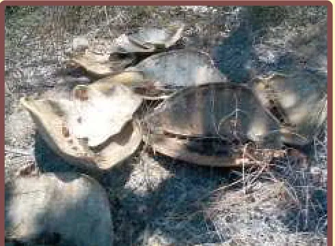 Fig. 2: Discarded turtle shells in Mtwara.
