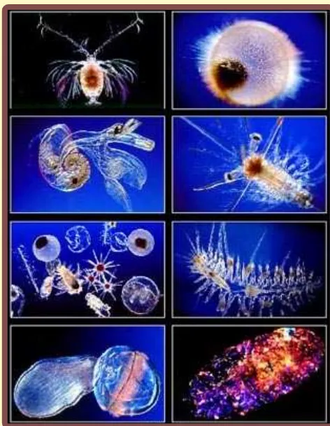 Fig. 1: Many different species of microscopic animals and plantsmake up plankton.