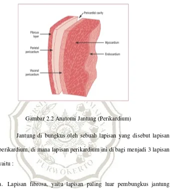 Gambar 2.2 Anatomi Jantung (Perikardium) 