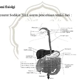 Gambar 2.1 sistem pencernaan pada manusia menurut Sodikin (2011). 