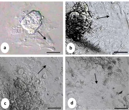 Gambar 1 Pertumbuhan sel-sel trofoblas didalam medium kultur in vitro. (a) Hari ke-2,  (b) Hari ke-5, (c) Hari ke-7 dan (d) Hari ke-10