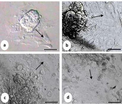 Gambar 1 Pertumbuhan sel-sel trofoblas didalam medium kultur in vitro. (a) Hari ke-2,  (b) Hari ke-5, (c) Hari ke-7 dan (d) Hari ke-10