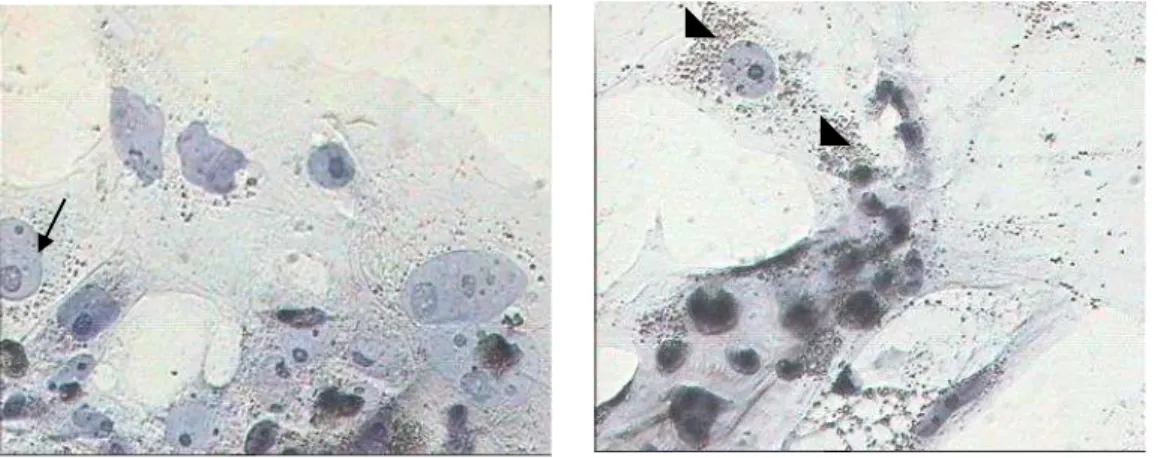 Gambar 3 Pola distribusi mitokondria pada sel-sel trofoblas. (a) sel-sel trofoblas dari blastosis  nidasi dengan distribusi mitokondria homogen, (b) sel-sel trofoblas dari trofoblas gagal nidasi  dengan distribusi mitokondria yang heterogen