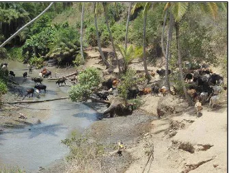Figure 5.  Mangrove trees (Avicenia marina) growing in a formerly freshwater steam connected to the Pangani River at Kigurusimba village, approximately 21 km upstream from the Indian Ocean