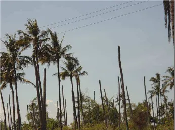 Figure 7. A coconut farm at Mwembeni village showing diseased and dead upper shoots as a result of a new viral disease