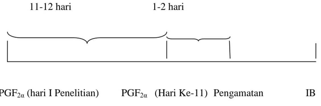 Gambar 1.  Skema sinkronisasi estrus menggunakan PGF 2α - PGF 2α 