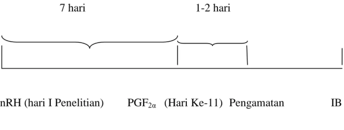 Gambar 2. Skema sinkronisasi estrus menggunakan GnRH- PGF 2α