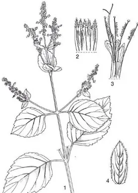 Gambar  1. Pogostemon  cablin (Blanco) Benth  1.  Cabang  yang  berbunga;  2.