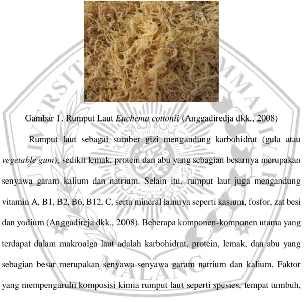 Gambar 1. Rumput Laut Euchema cottonii (Anggadiredja dkk., 2008)  Rumput  laut  sebagai  sumber  gizi  mengandung  karbohidrat  (gula  atau  vegetable gum), sedikit lemak, protein dan abu yang sebagian besarnya merupakan 