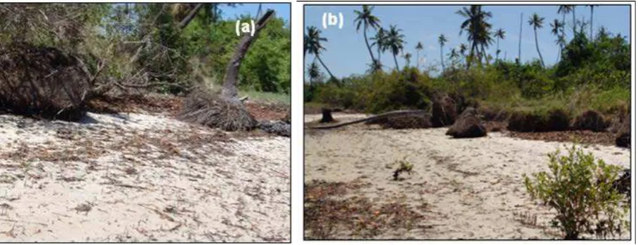 Figure 3 Eroding shore at Mbegani as exemplified by the uprooting of trees and collapse of the beach cliff