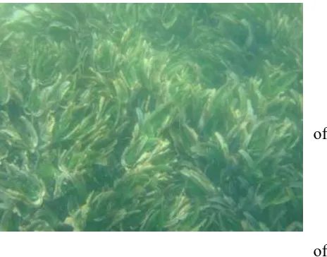 Figure 6 Seagrass bed 