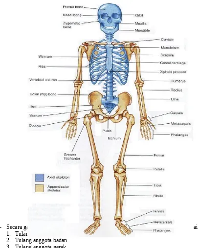 gambar rangka tubuh manusia: