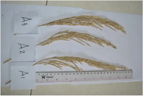 Gambar 5.3 Gambar panjang malai beberapa varietas padi yang diuji 
