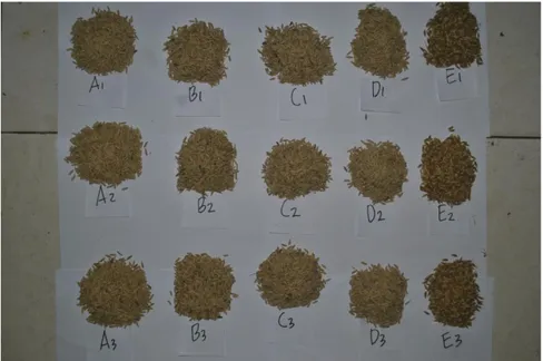 Gambar 5.4 Jumlah gabah per malai 5 varietas padi yang diuji; (A: Batang Piaman, B: 