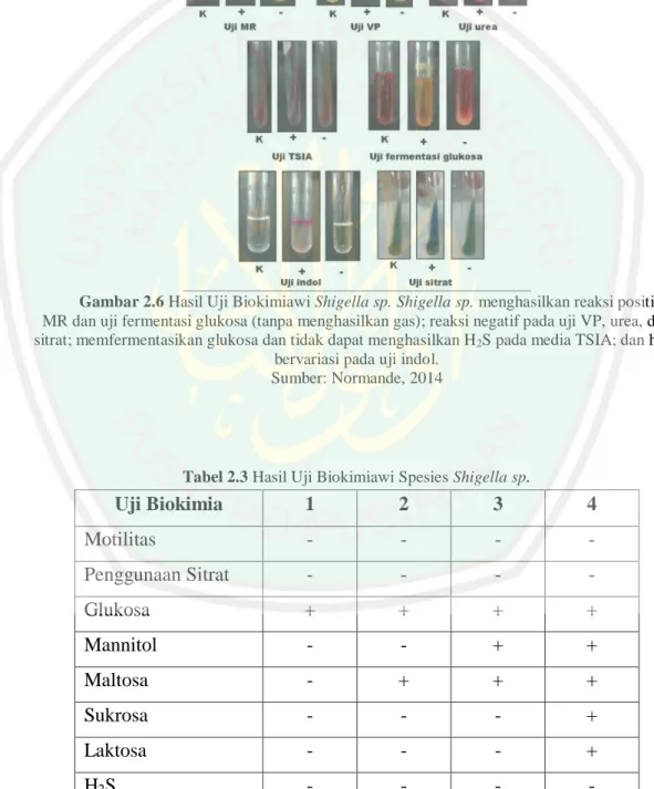 Tabel 2.3 Hasil Uji Biokimiawi Spesies Shigella sp . 