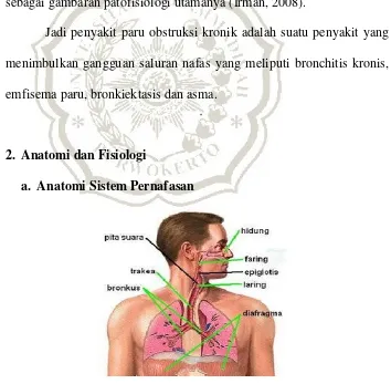 Gambar 1.1 Anatomi Sistem Pernafasan 