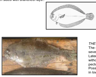 Figure 8. Smooth Flounder Citarichthys stampfilii (Photo: G. Gabis; Drawing: FISHBASE) 