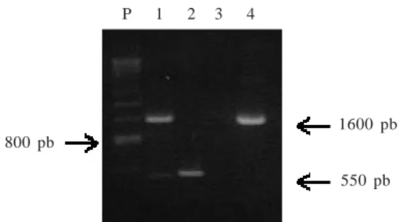 Gambar 1. Amplifikasi DNA geminivirus dari sampel tanaman dengan teknik PCR (P) penanda DNA, (1-2) tanaman N.