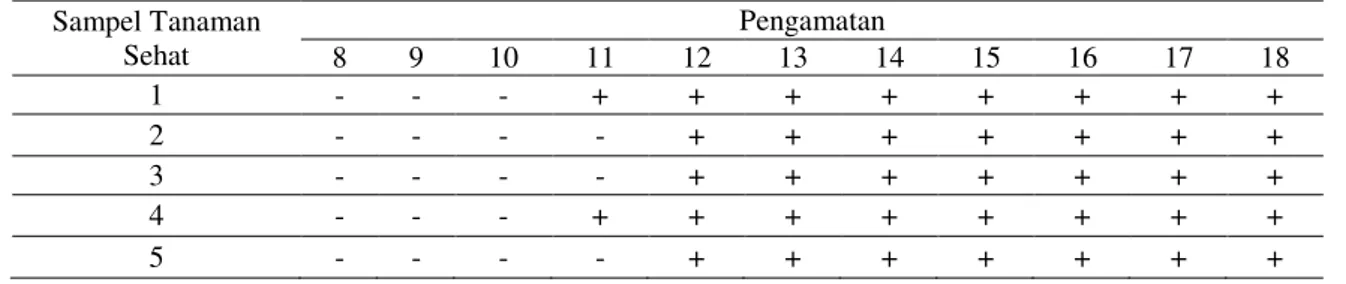 Tabel 4. Hasil pengamatn dengan cara penularan mekanik 
